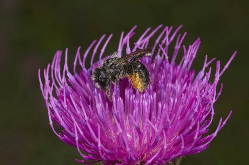 femmina di Osmia cfr caerulea